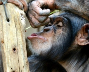 a-comunicacao-com-os-chimpanzes-9