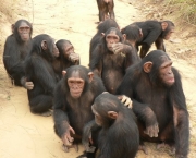 a-comunicacao-com-os-chimpanzes-10