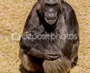 a-comunicacao-com-os-chimpanzes-11