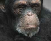 a-comunicacao-com-os-chimpanzes-16
