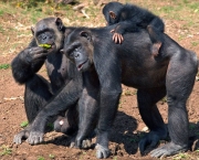 a-comunicacao-com-os-chimpanzes-14