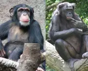 a-comunicacao-com-os-chimpanzes-15