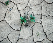 A Desertificação Avança (13)
