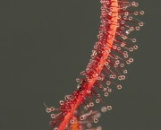 a-raridade-das-flores-drosera-capensis-15