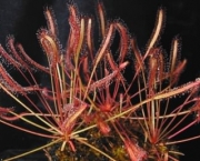 a-raridade-das-flores-drosera-capensis-2