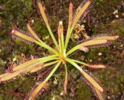 a-raridade-das-flores-drosera-capensis-6