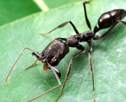 a-relacao-das-formigas-com-os-seres-humanos-2