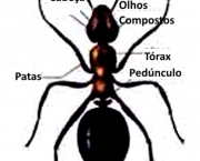 a-relacao-das-formigas-com-os-seres-humanos-4