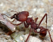 a-relacao-das-formigas-com-os-seres-humanos-1