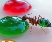 a-relacao-das-formigas-com-os-seres-humanos-2