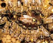 abelhas-sao-indicadoras-de-poluicao-no-ambiente-1