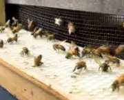 abelhas-sao-indicadoras-de-poluicao-no-ambiente-4