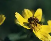 abelhas-sao-indicadoras-de-poluicao-no-ambiente-5