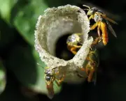 abelhas-sao-indicadoras-de-poluicao-no-ambiente-6