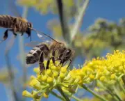 abelhas-sao-indicadoras-de-poluicao-no-ambiente-7