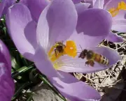 abelhas-sao-indicadoras-de-poluicao-no-ambiente-8