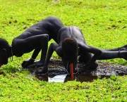 acesso-de-agua-e-restrito-para-800-milhoes-de-pessoas-15