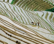 Agricultura na China (1)