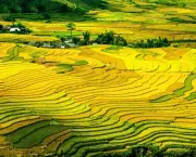 Agricultura na China (3)