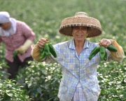 Agricultura na China (4)