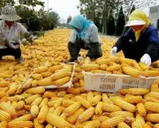 Agricultura na China (6)