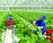 Agricultura na China (8)