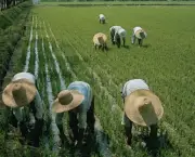Agricultura na China (10)