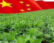 Agricultura na China (11)