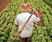 Agricultura no Sudeste do Brasil (3).jpg