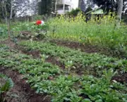 agricultura-organica-e-seguranca-alimentar-1