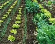 agricultura-organica-e-seguranca-alimentar-11