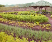 agricultura-organica-e-seguranca-alimentar-5