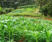 Agricultura Sustentável (6)