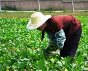 Agricultura Sustentável (8)