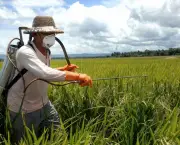 Agrotóxicos e Pesticidas (1)