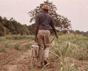 Agrotóxicos e Pesticidas (8)