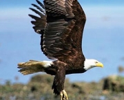 aguia-americana-10