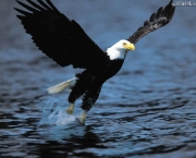 aguia-americana-13