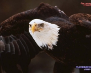 aguia-americana-14