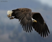 aguia-americana-15