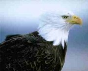 aguia-americana-2