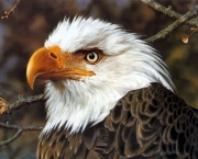 aguia-americana-3