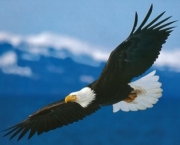 aguia-americana-4