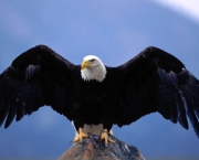 aguia-americana-6
