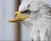 aguia-americana-7