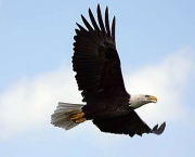 aguia-americana-8