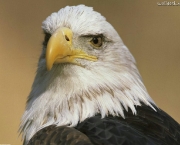 aguia-americana-9
