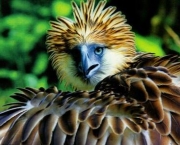 aguia-filipina-1