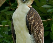 aguia-filipina-12