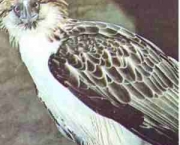 aguia-filipina-13